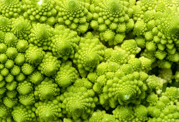 Chou 'Romanesco' , chou brocoli, brassica oleracea,