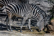 Grant`s zebras eating hay. Latin name - Equus quagga boehmi	