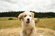 © Alexandre - Petit chiot de race berger australien