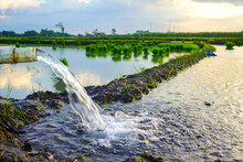Irrigation Of Rice Fields Using Pump Wells With Technique Of Pumping Water From The Ground To Flow Into The Rice Fields. Outdoor River Plant. Bundle Of Tied Rice Seeds. Seedling Young Rice Ploughing.