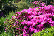 Blooming Pink Azalea Bushes In The Park In Summer