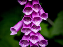 Close-up View Of Purple Foxglove Flowers