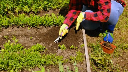 Wall Mural - Hand of gardener seedling young vegetable plant in the fertile soil. Woman's hands in yellow gloves and red shirt is gardening. Female farmer planting peppers in the ground. Organic Cultivation