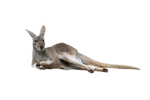 Kangaroo Isolated On White Background