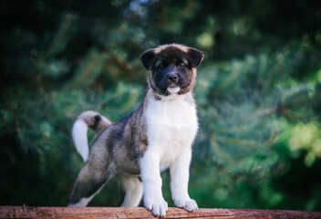 Poster - American akita cute puppy outside in the beautiful park. Akita litter in kennel photoshoot.	
