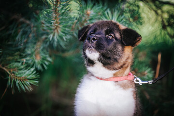 Poster - American akita cute puppy outside in the beautiful park. Akita litter in kennel photoshoot.	
