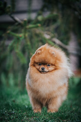 Poster - Pomeranian dog posing outside. Beautiful fluffy dog in the park 