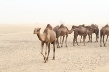 A Farming Area For Camel From The Outskirt Of Jeddah Town, Saudi Arabia