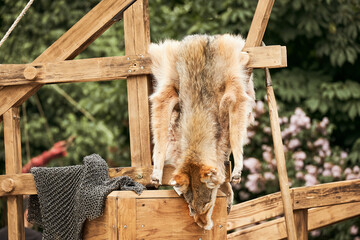 The wolf skin is hanging on the fence. Reconstruction of the events of the Middle Ages in Europe.