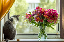 A Cat Sits On The Windowsill And Looks Out The Window Near The Big Bouquet Of Alstroemerias
