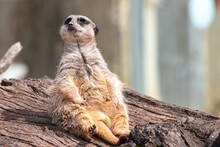 Portrait Of A Meerkat (suricata Suricatta) Sitting On A Log