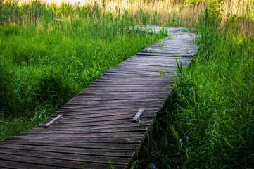 Old boardwalk or wooden path among tall grass - a wooden path in a wetland for walking tourists. Selective focus