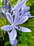 Fototapeta Tulipany - blue and white