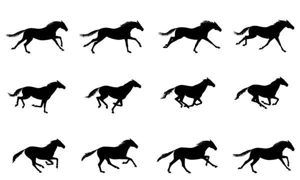 galloping horse or mustang. horse running silhouette cycle. key positions of pony running set. loop 