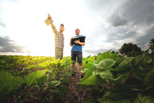 Two Farmers In An Agricultural Field Of Sunflowers. Agronomist And Farmer Inspect Potential Yield