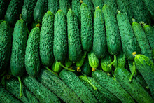 Fresh Cucumber Background. Green Cucumbers