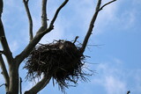 Fototapeta Miasto - bald eagle with eaglet in nest