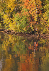 Wall Mural - autumn trees and its reflection in river