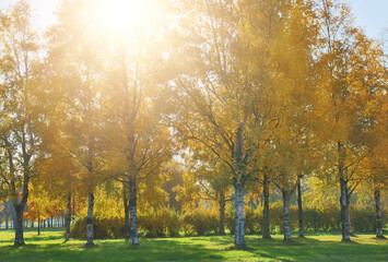 Wall Mural - yellow birch trees autumn landscape