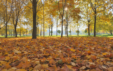 Wall Mural - autumn maple leaves under trees in park