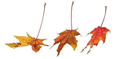 Wall Mural - fall three leaves of maple tree on white
