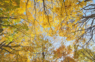 Canvas Print - gold autumn trees grow to light blue sky