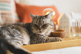 Fototapeta Koty - Scottish Straight Cute Cat Portrait. Happy Pet. Gray Scottish Straight cat sleeping. Portrait of a beautiful cat