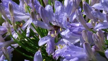 Water Drops On  Agapanthus Blue Flowers, In The Garden.