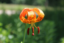 Michigan Lily Closeup At Wayside Woods In Morton Grove, Illinois