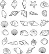 set of seashells drawing outline symbols. shells collection isolated. vector illustration