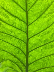 green leaf texture