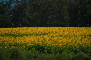 field of yellow flowers