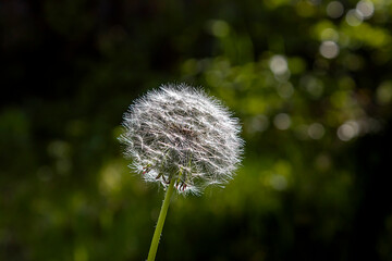 dandelion