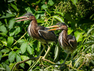 Wall Mural - tri-colored heron nestlings sitting in a tree