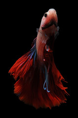 Wall Mural - Betta fish, siamese fighting fish,
betta splendens isolated on black background,
fish on black background, Multi color Siamese fighting fish, red Siamese ,