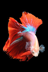 Wall Mural - Betta fish, siamese fighting fish,
betta splendens isolated on black background,
fish on black background, Multi color Siamese fighting fish, red Siamese ,