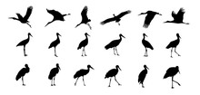 A Set Of Stork Silhouette On A Separate White Background. Birds