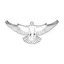 Hand Drawn Dove Outline. Line Art Style Isolated On White Background.