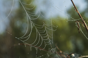 spider's web in dew drops
