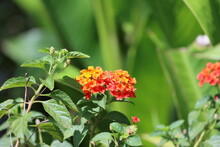 Cambodia. Lantana Is A Genus Of About 150 Species Of Perennial Flowering Plants In The Verbena Family, Verbenaceae. Their Common Names Are Shrub Verbenas Or Lantanas.