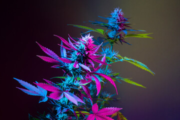 Wall Mural - Cannabis colorful background. Marijuana plants in purple and yellow color on dark background. Blooming medical marijuana bush in colored light. Beautiful cannabis art photo in futuristic trendy style