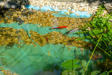 Wall Mural - fish in the water garden