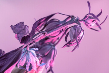 Poster - Close up faded flowers in the color light. Beautiful plant minimal in neon light. Minimalism retro style concept. Background pattern for design.