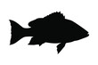 sea ​​fish silhouette vector