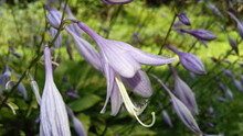 Close Up Shot Of A Purple Hosta Flower In A Garden