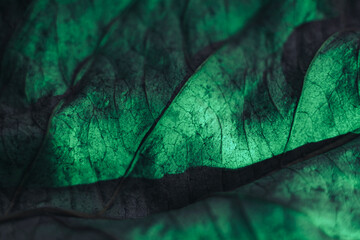 Aufkleber - Close up Beautiful abstract leaf in neon light. Minimalism modern style concept. Background pattern for design. Macro photography view.