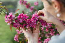 Hands Of Woman Holding Pink Flower On Apple Tree