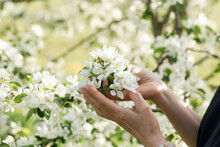 Hands Of Woman Holding White Flowers In Garden