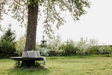 Empty Bench With Pillow And Blanket Around Tree Trunk In Garden