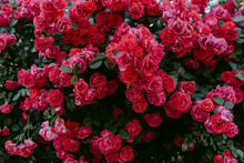 Fresh Red Roses On Plant